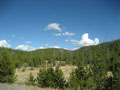 toothpicks and trees.JPG